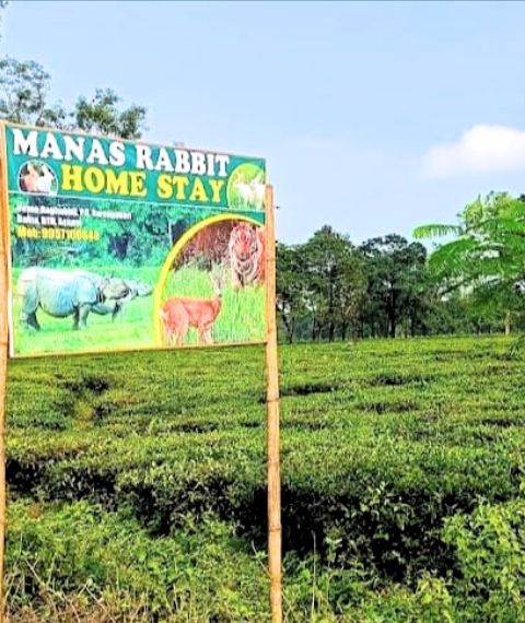 Manas Rabbit Home Saty