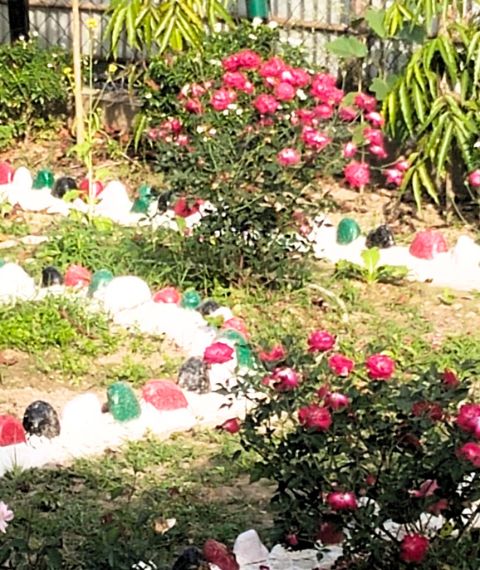 Manas Rabbit Home Saty