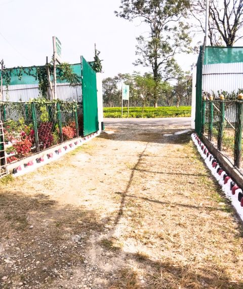 Manas Rabbit Home Saty